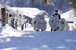 Lenk 2013